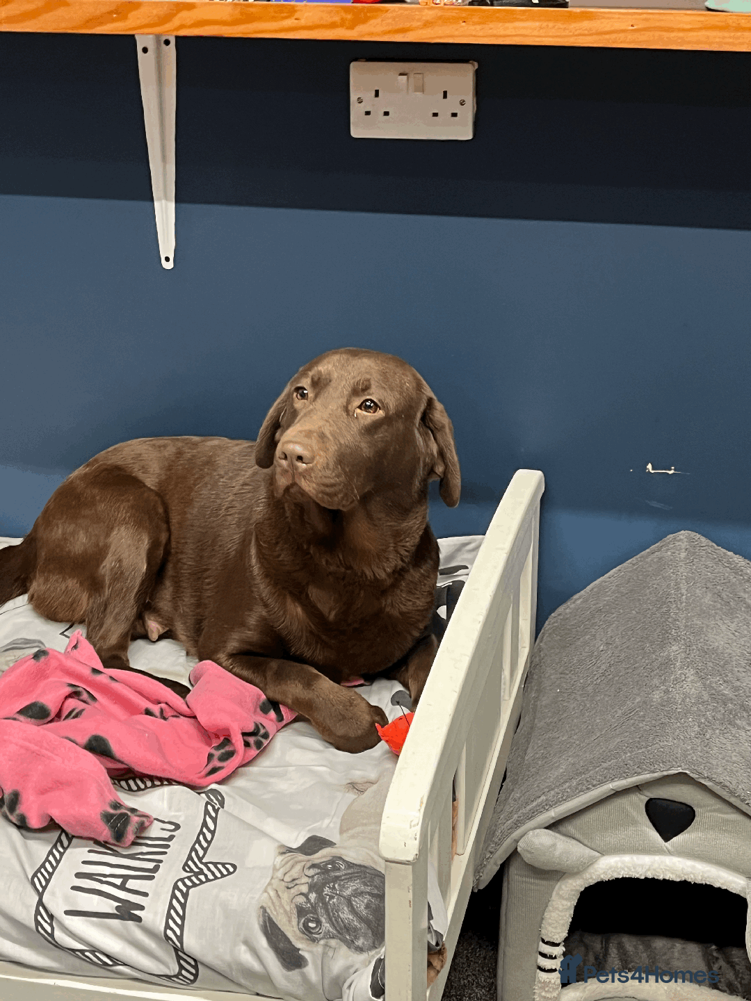 Labrador Retriever dogs for sale: 🐶Beautiful Chocolate Lab Loving Energetic Girl🐶 - Advert 4