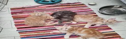 Maine Coon cats for sale:  Male Maine coon kittens for sale - Advert 8