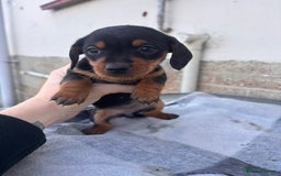 Miniature Dachshund dogs for sale: Miniature dachshund puppies - Advert 6