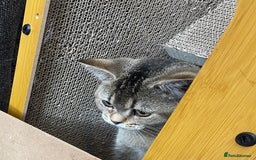 British Shorthair cats for sale: Silver tic & golden tic  - Image 4
