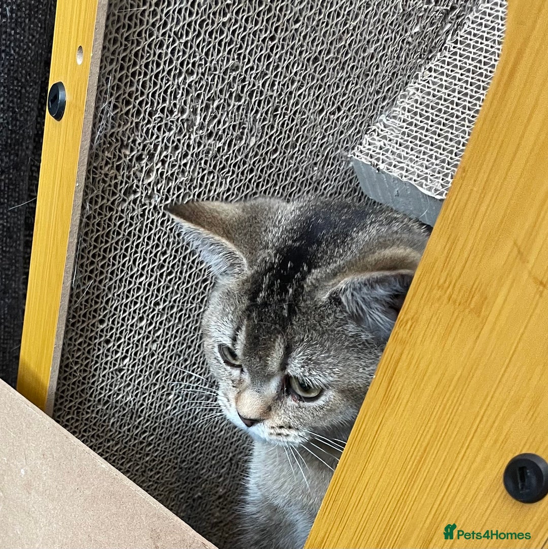 British Shorthair cats for sale: Silver tic & golden tic  - Image 4