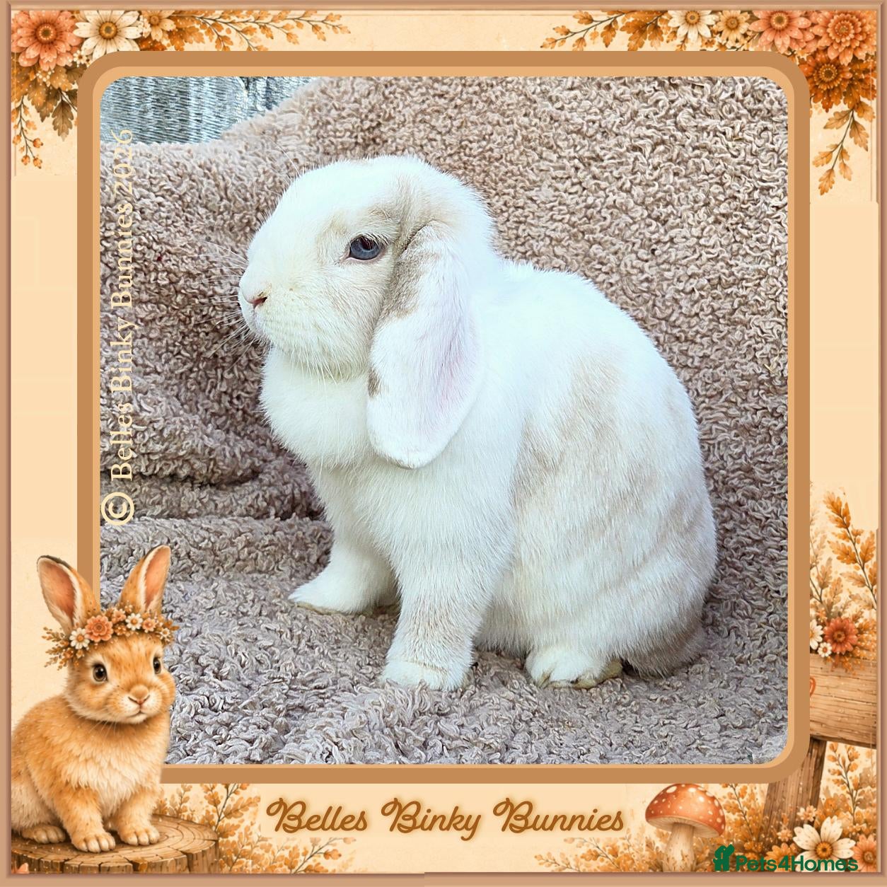 Mini Lop rabbits 🧡 Amber 🧡 3yr old girl mini lop 🧡 - Advert 2