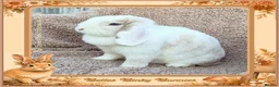 Mini Lop rabbits for sale: 🧡 Amber 🧡 3yr old girl mini lop 🧡 - Advert 2