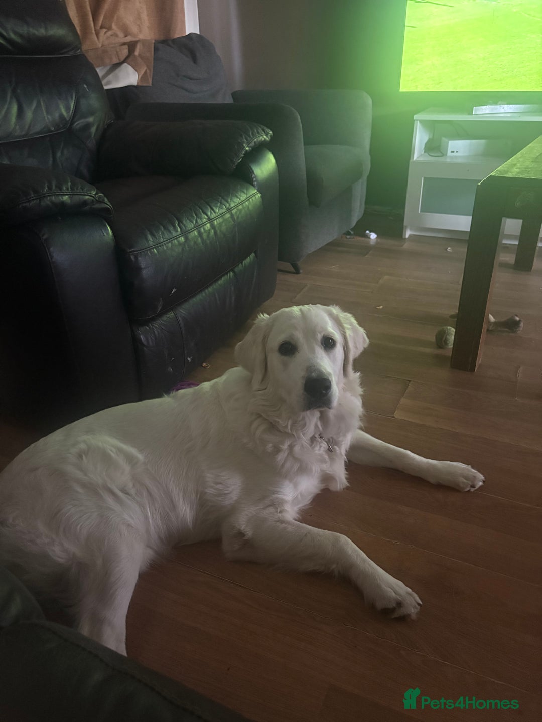 Golden Retriever dogs for sale: Golden retriever Stanley 14 months old - Advert 5