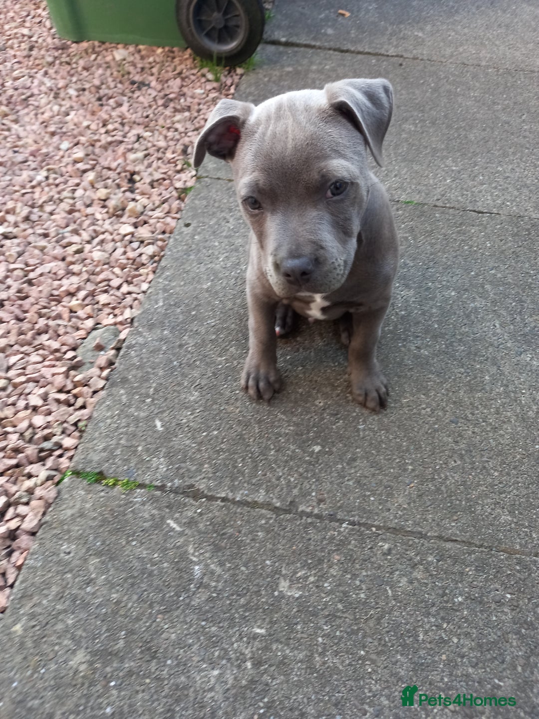 Staffordshire Bull Terrier dogs for sale: Staffy pup - Image 3