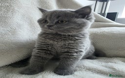 British Shorthair cats for sale: GCCF British Shorthair Kittens Champion Bloodlines - Image 12