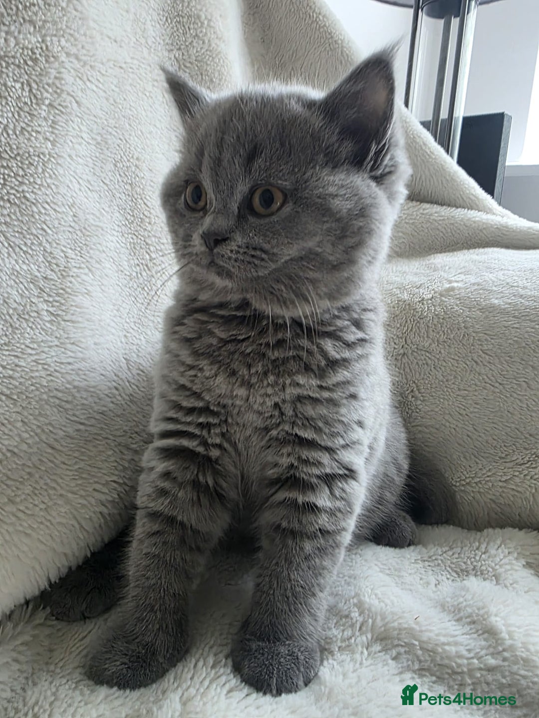British Shorthair cats for sale: GCCF British Shorthair Kittens Champion Bloodlines - Image 12