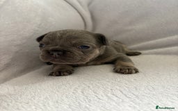 French Bulldog dogs for sale: FLUFFY frenchies puppies  - Image 4