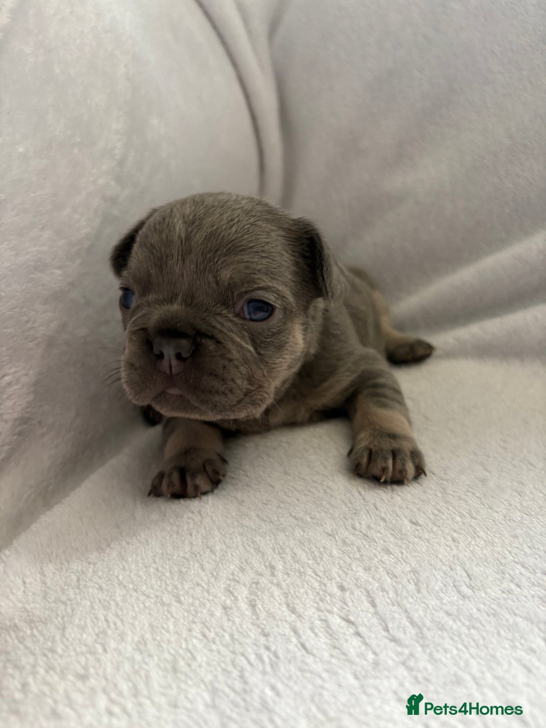 French Bulldog dogs for sale: FLUFFY frenchies puppies  - Image 4