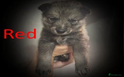 Shepsky dogs for sale: Siberian husky hybrid pups - Image 20