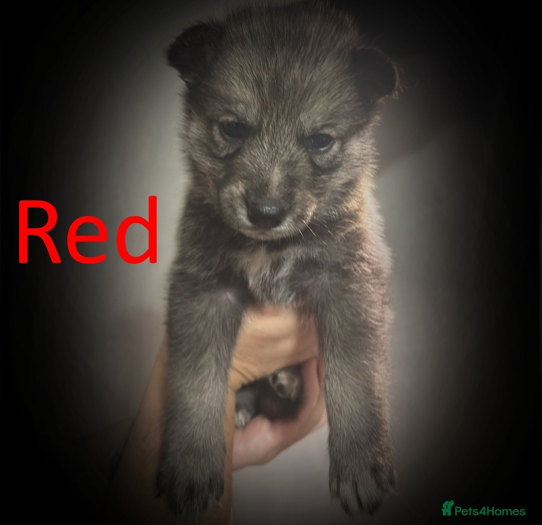 Shepsky dogs for sale: Siberian husky hybrid pups - Image 20