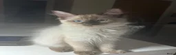 Ragdoll cats for sale: Ragdoll kitten looking for new home  - Advert 6