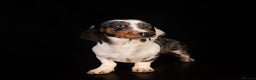 Dachshund dogs for stud: Piebald colored Dachshund for stud! in Preston - Advert 4