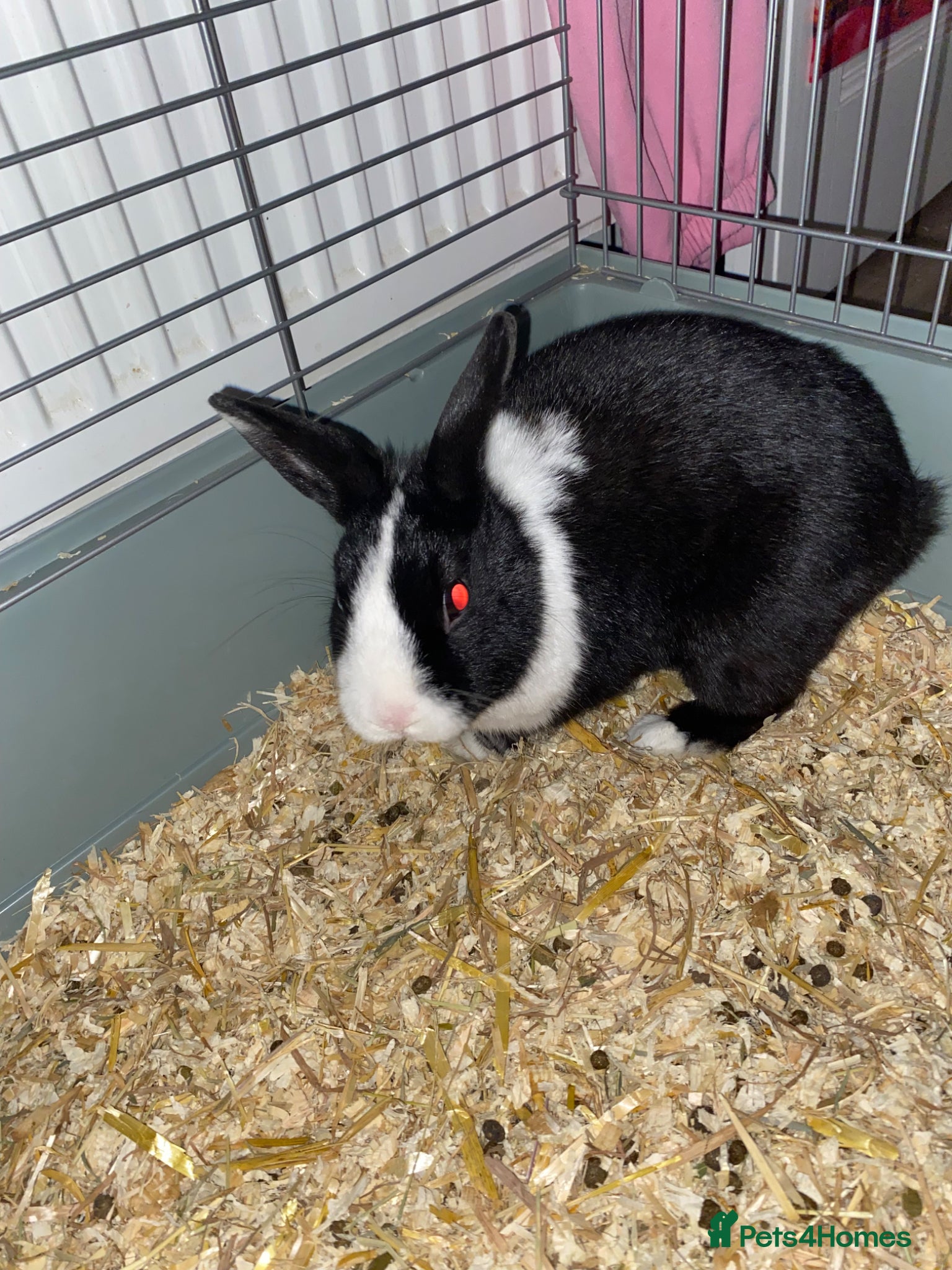 Mixed Breed rabbits Rabbits for sale  - Advert 7