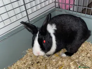 Mixed Breed rabbits Rabbits for sale - Advert 7