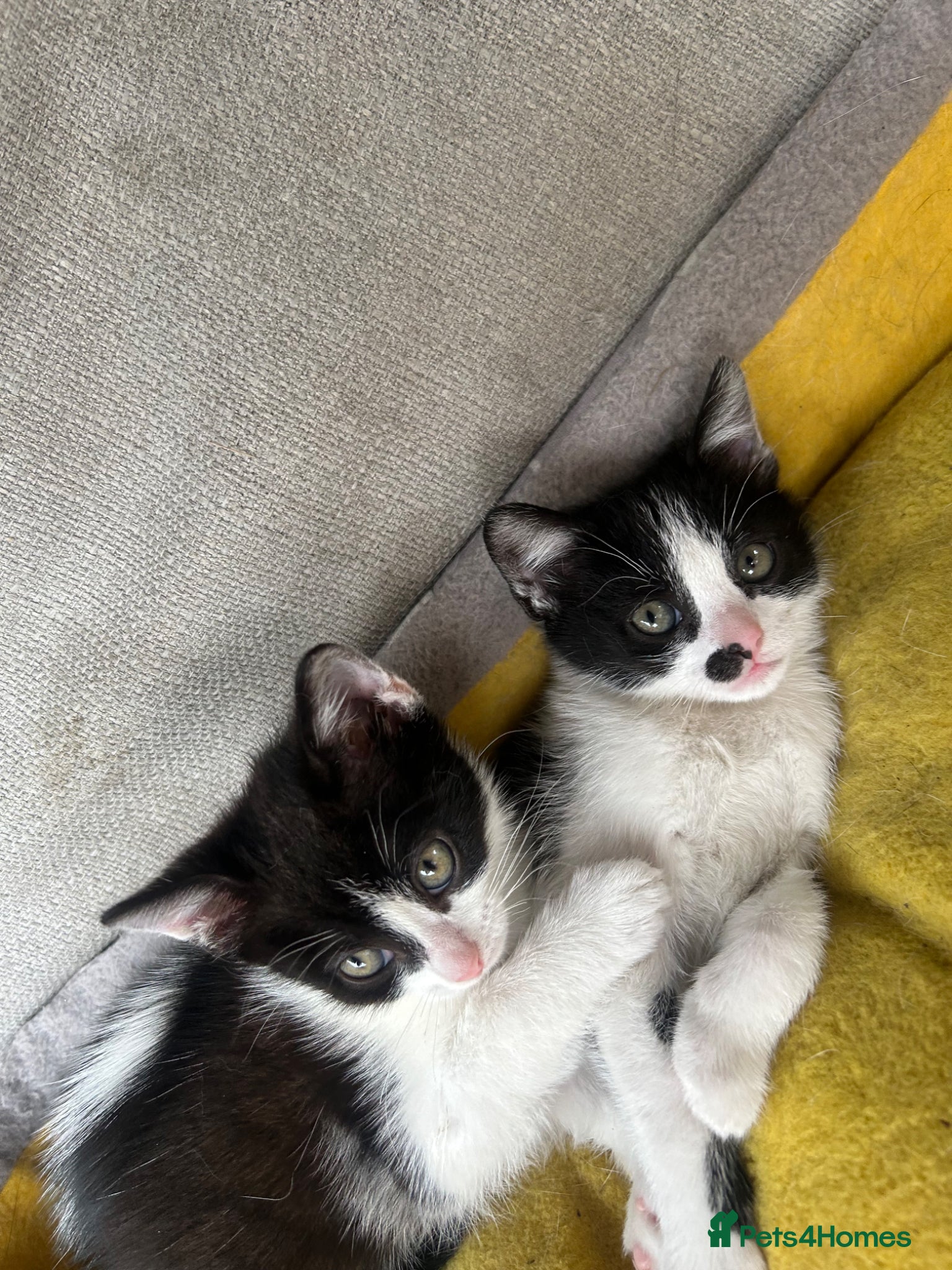 Mixed Breed cats Two cats❤️ - Advert 2