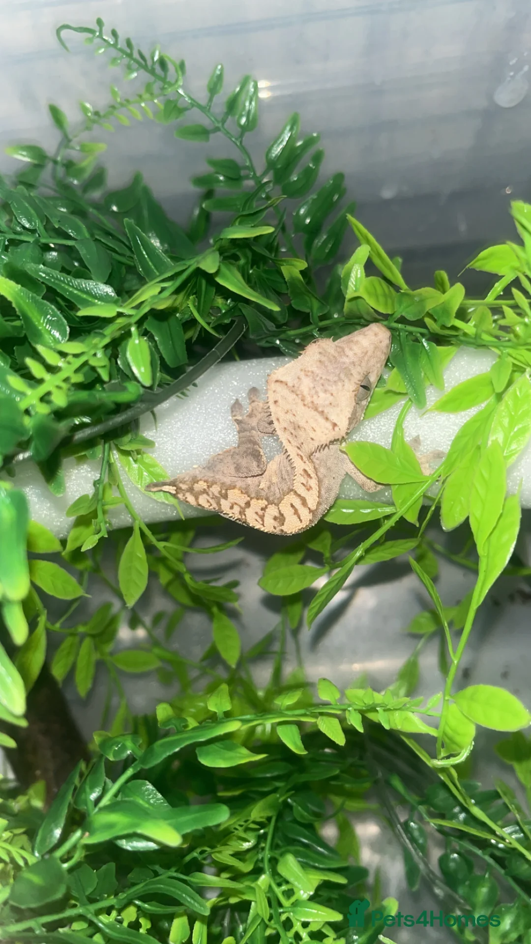 Gecko reptiles for sale: Crested gecko - Advert 13