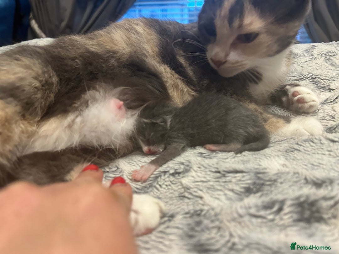 British Shorthair cats for sale: British blue  - Image 12