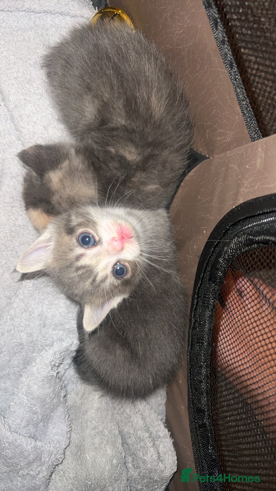 Persian cats for sale: Persian cross  - Image 19