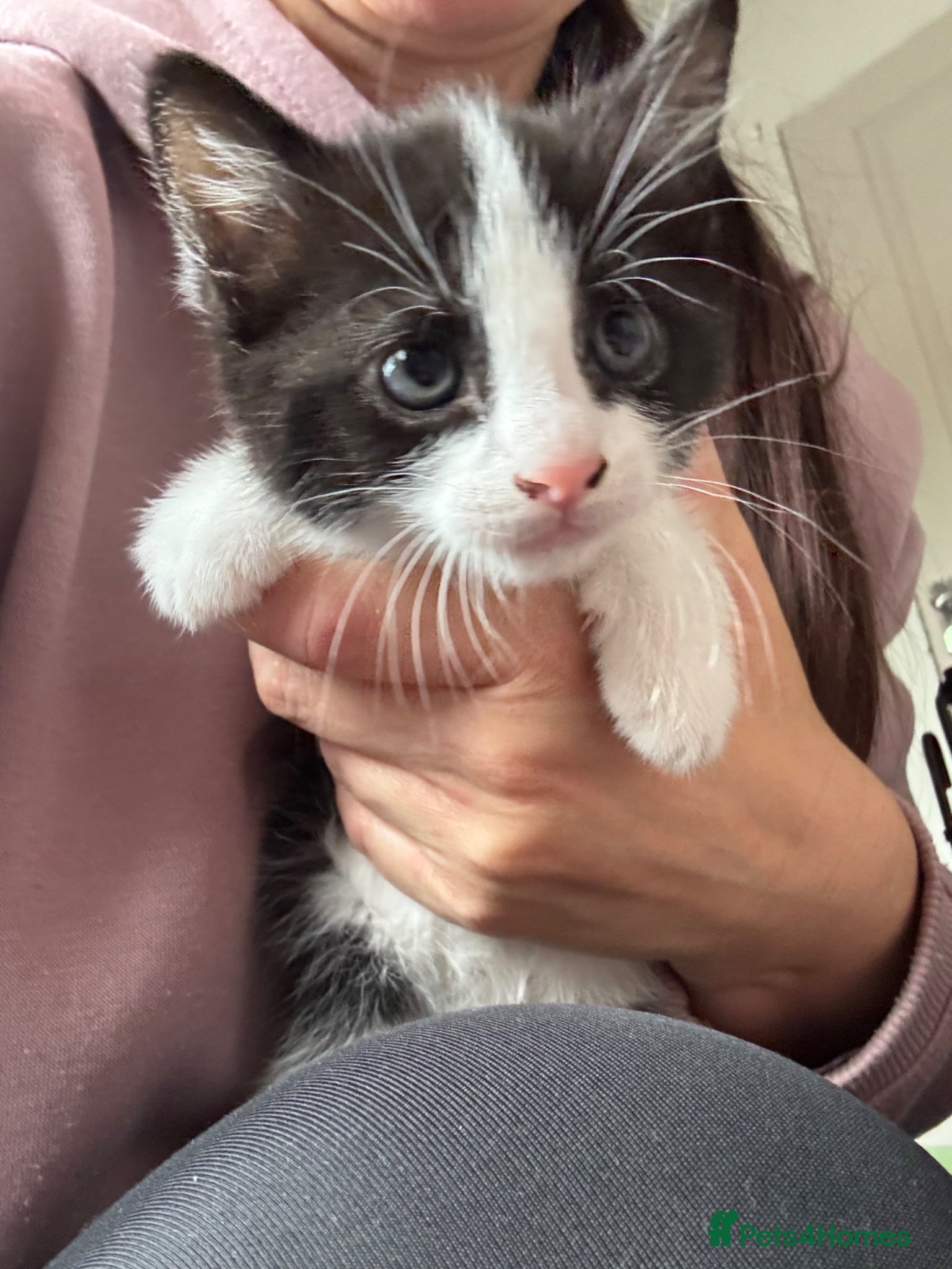 Domestic Shorthair cats for sale: 3 adorable kittens looking for a new home in Peterborough - Advert 6