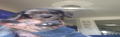 Cocker Spaniel 4