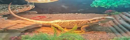 Bearded Dragon reptiles for sale: Lovely male beardie for sale - Advert 8