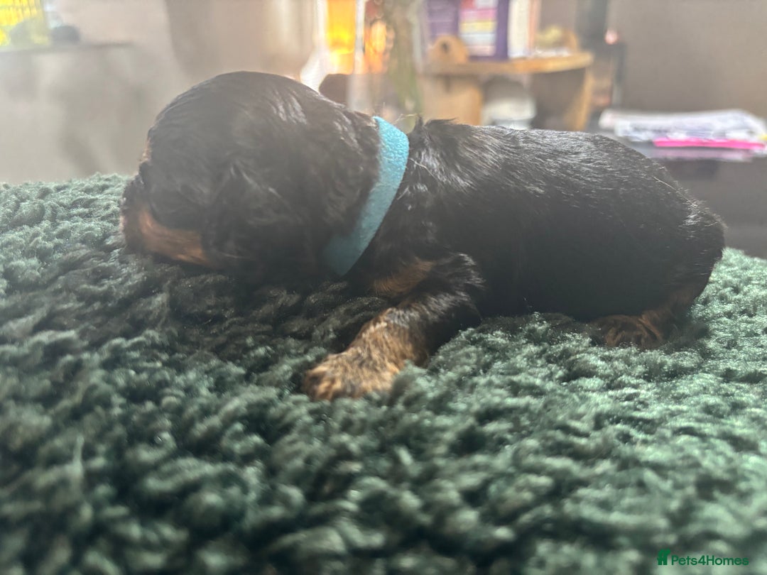 Cavapoo dogs for sale: Beautiful healthy Cavapoo’s d.o.b 22/08/25 - Image 8