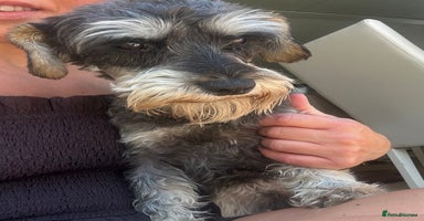 Miniature Schnauzer dogs - Advert 8