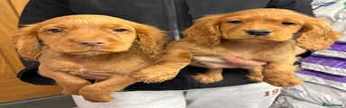 Cocker Spaniel 5