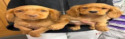 Cocker Spaniel dogs for sale: Cocker spaniel puppy’s  - Advert 5