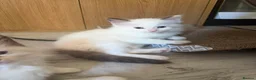 Ragdoll cats for sale: Blue Linx bi colour Ragdoll boy  - Advert 23