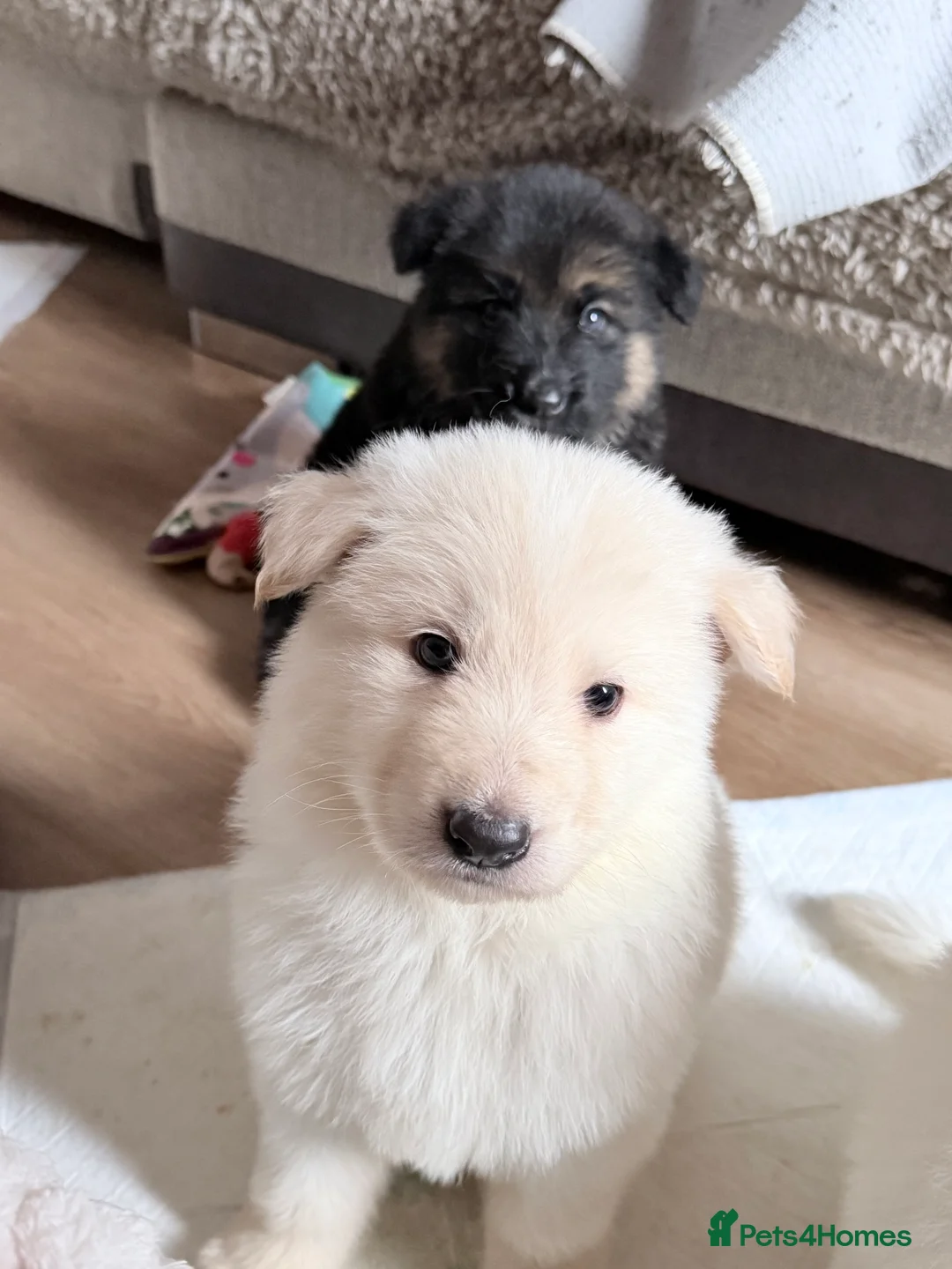 German Shepherd dogs for sale: ✨⭐️ready next week- KC REGISTERED GSD PUPS⭐️✨ - Advert 15