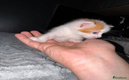 Mixed Breed cats for sale: 7 Mixed Kittens - Ginger, Tabby, Calico, White - Advert 29