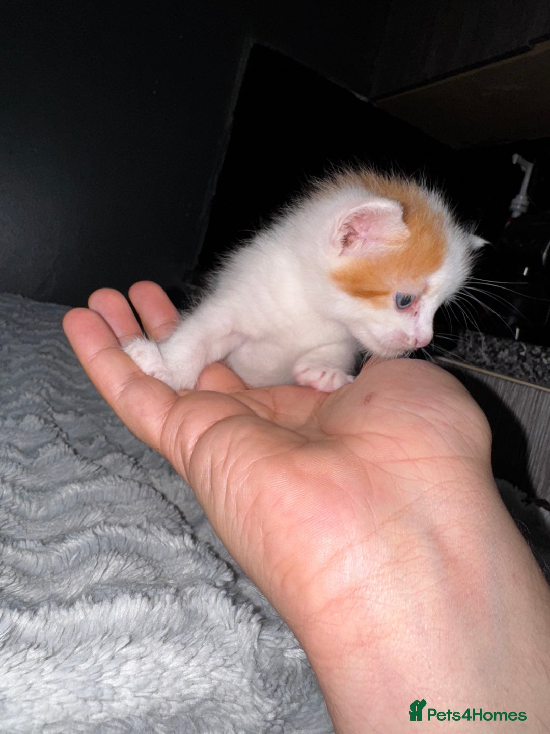 Mixed Breed cats for sale: 7 Mixed Kittens - Ginger, Tabby, Calico, White - Advert 29