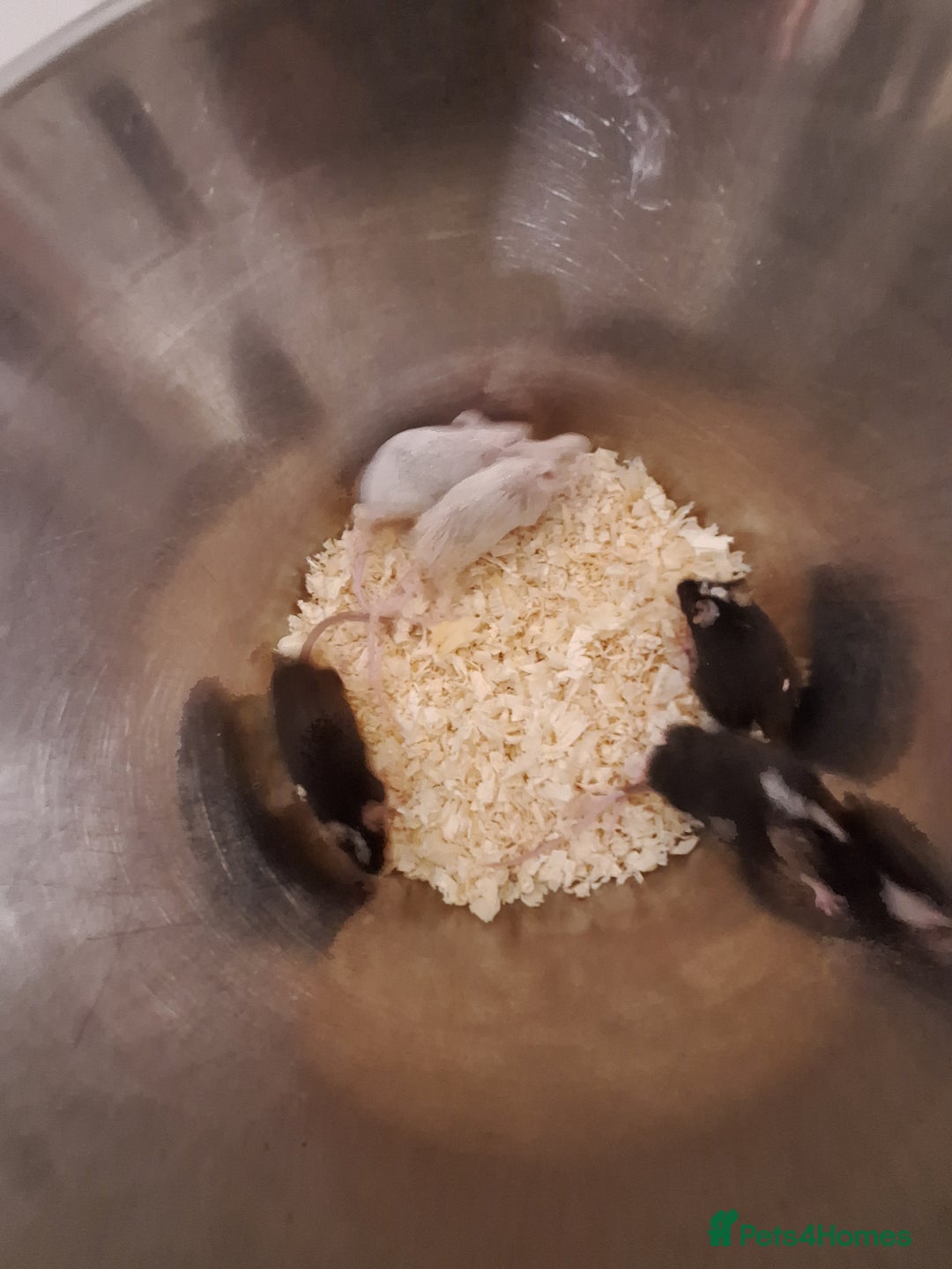 Mouse rodents for sale: Fancy pet mice for sale £8 each  - Image 5