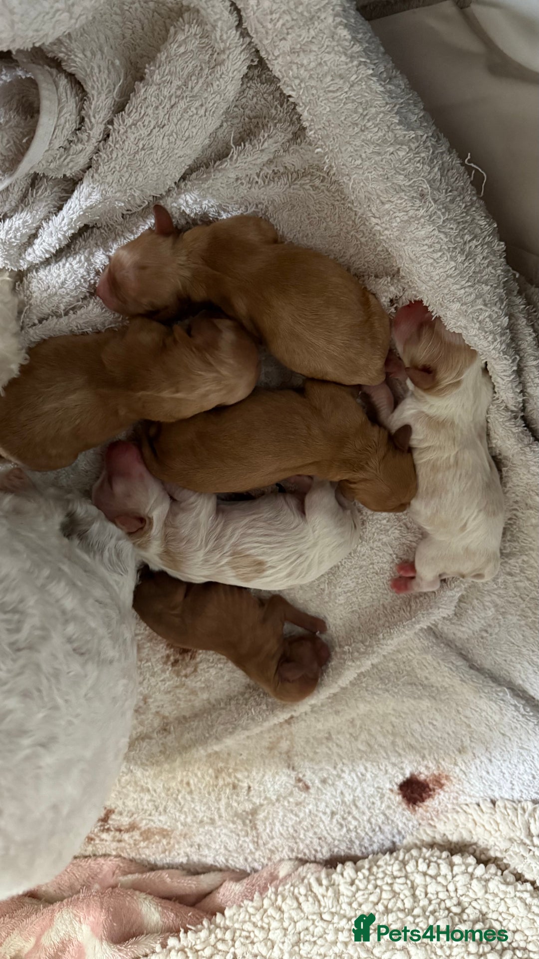 Cavapoochon dogs for sale: ✨Ruby & Blenheim Cavapoochons ❤️🐾 - Image 18