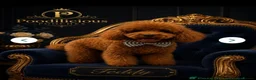 Goldendoodle dogs for sale: Gorgeous F1b Goldendoodle Puppy - Advert 5