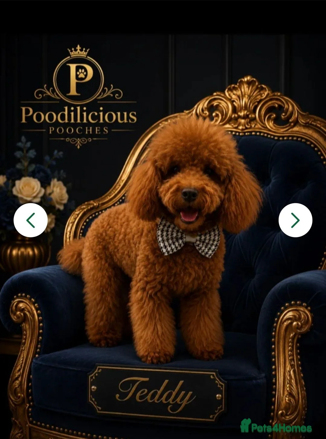 Goldendoodle dogs for sale: Gorgeous F1b Goldendoodle Puppy - Advert 5