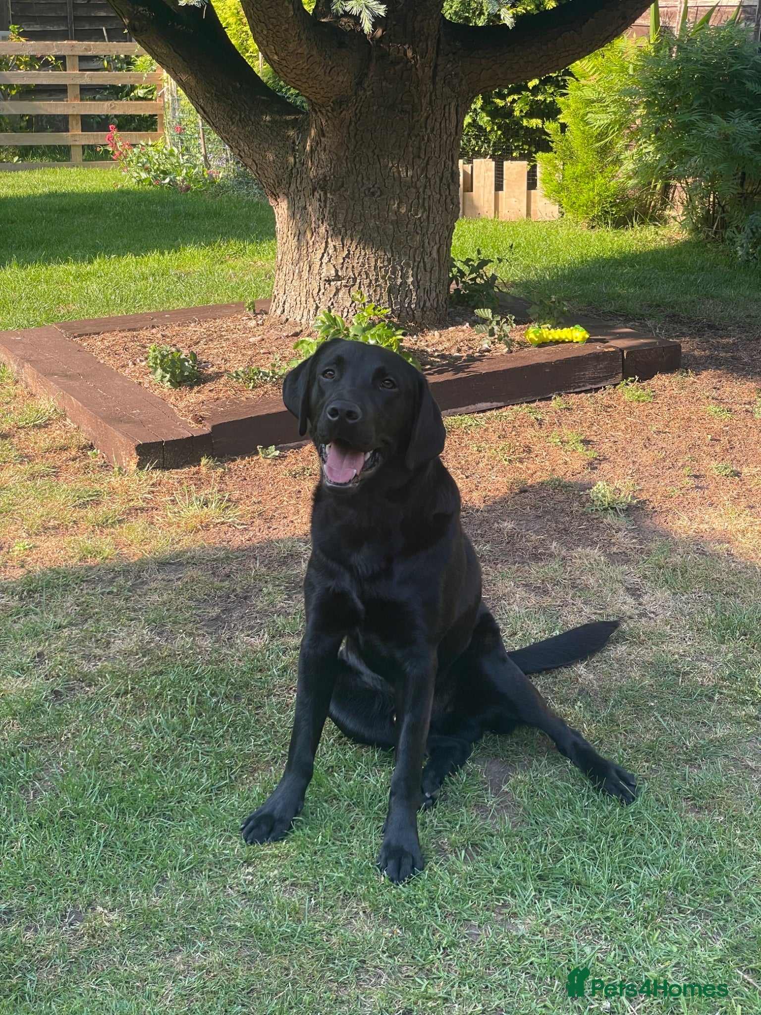 Labrador Retriever dogs 11 month old male Black Labrador for sale - Advert 18