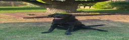 Labrador Retriever dogs for sale: 11 month old male Black Labrador for sale - Advert 1