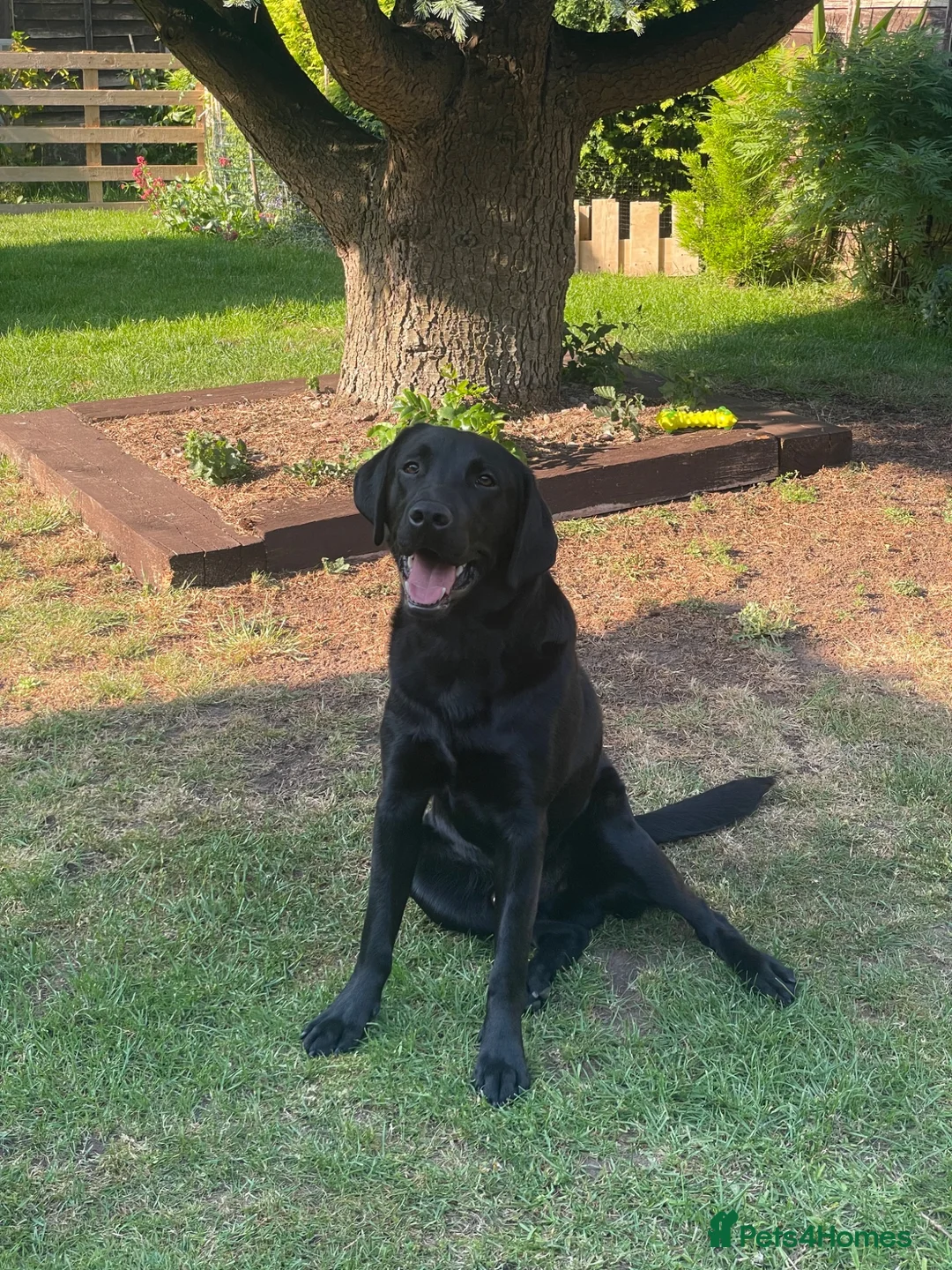 Labrador Retriever dogs for sale: 11 month old male Black Labrador for sale - Advert 1