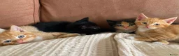Mixed Breed cats for sale: Beautiful kittens  - Advert 5