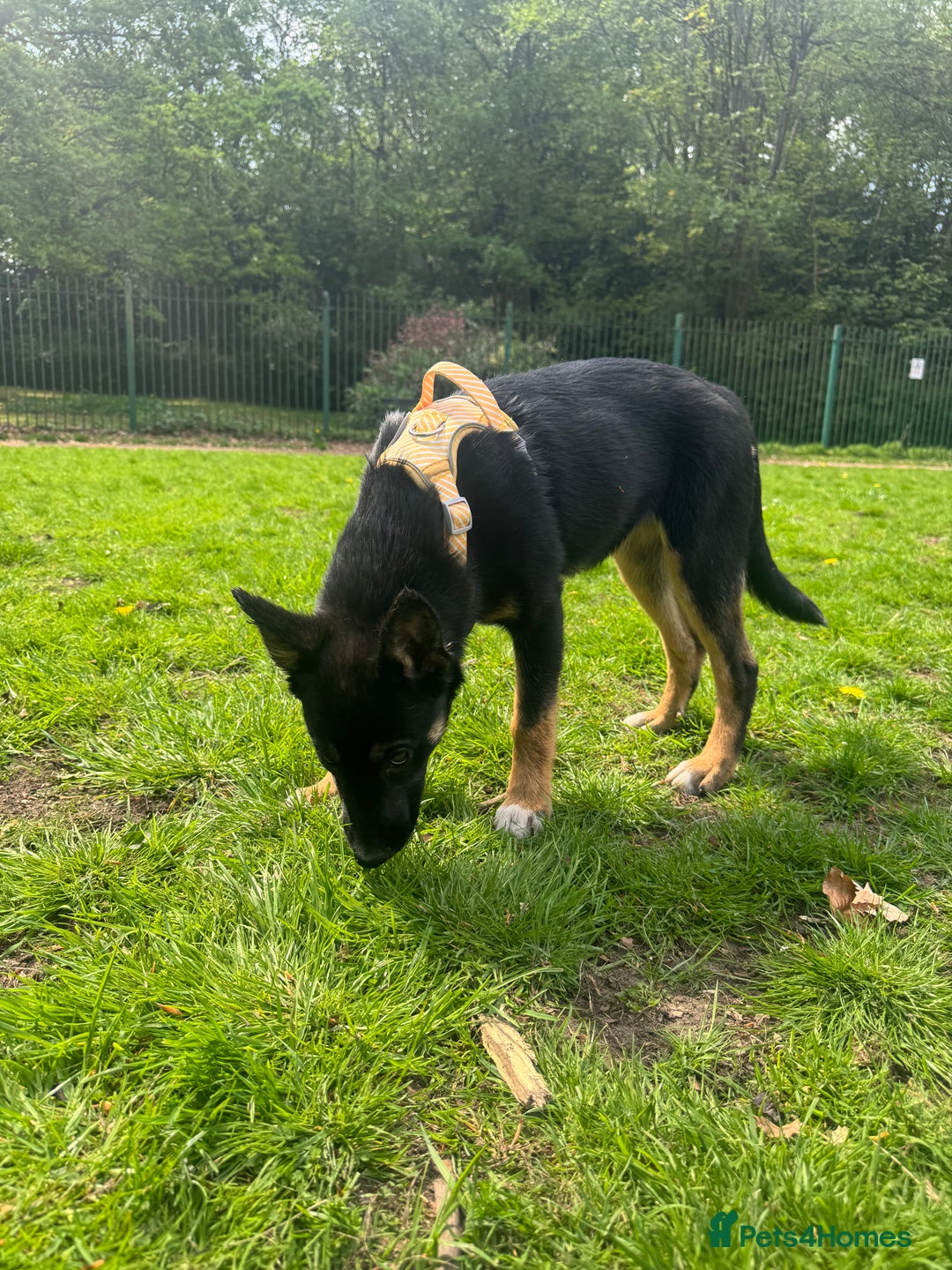 Mixed Breed dogs for sale: Shollie puppies  - Image 4