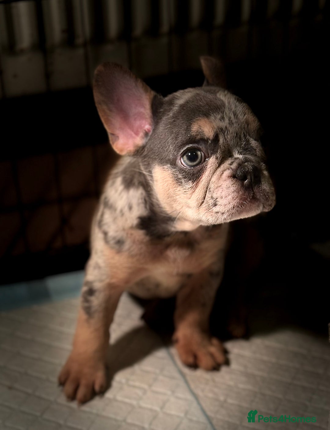 French Bulldog dogs for sale: Frenchie puppies - Advert 3