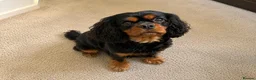 Cavalier King Charles Spaniel dogs for sale: ❤️ LAST PUP – Beautiful Cavalier Pups ❤️ - Advert 8