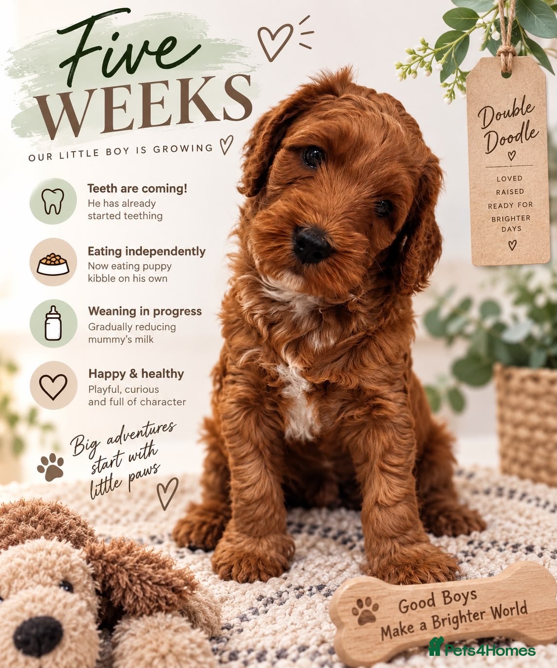 Mixed Breed dogs Double Doodle Puppies – Boy & Girl - Advert 1