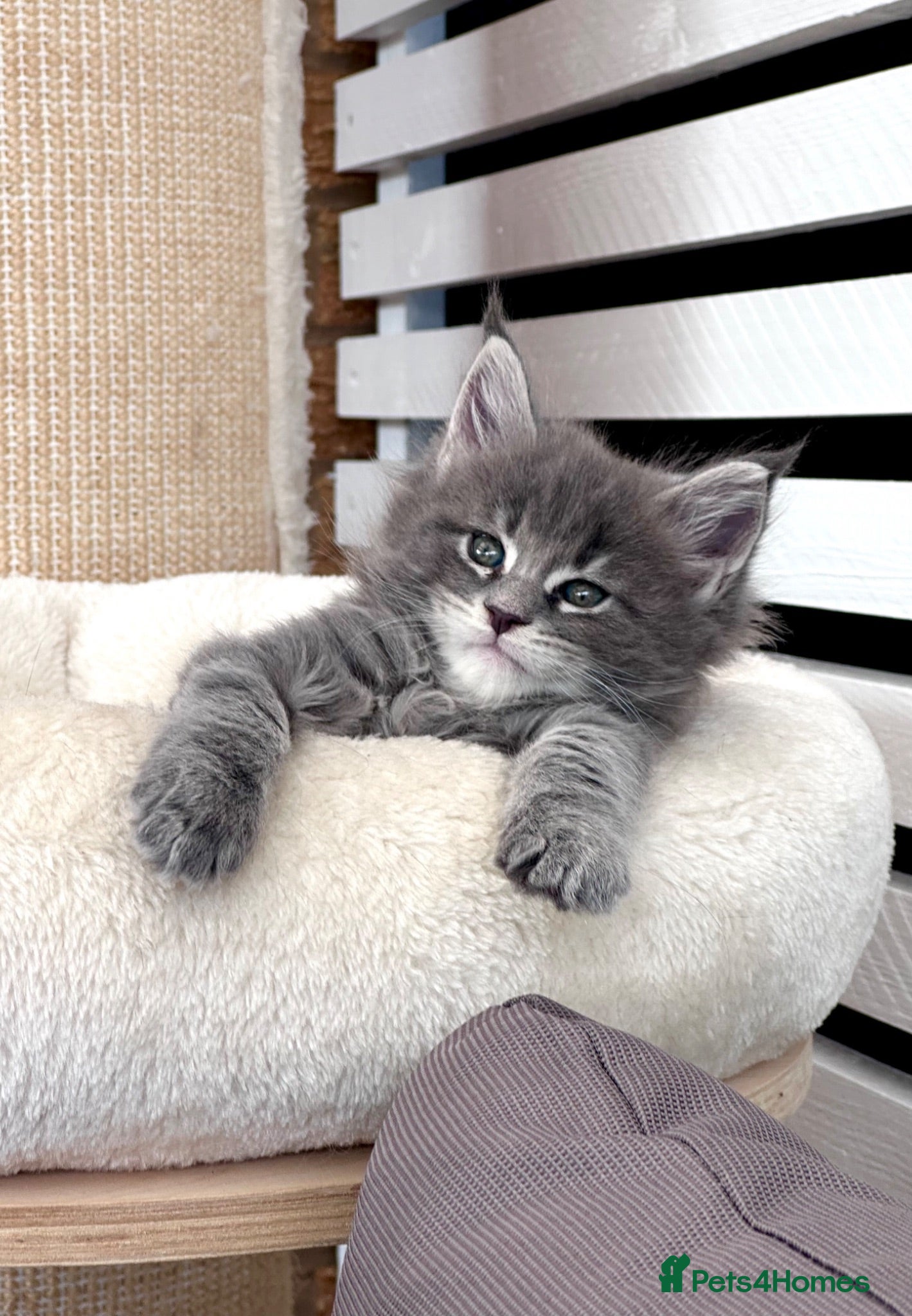 Maine Coon cats ✨7 Gorgeous Pure Breed Maine Coon Kittens✨ - Advert 1