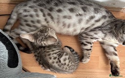 Bengal cats for sale: Gorgeous Bengal Babies - Image 34