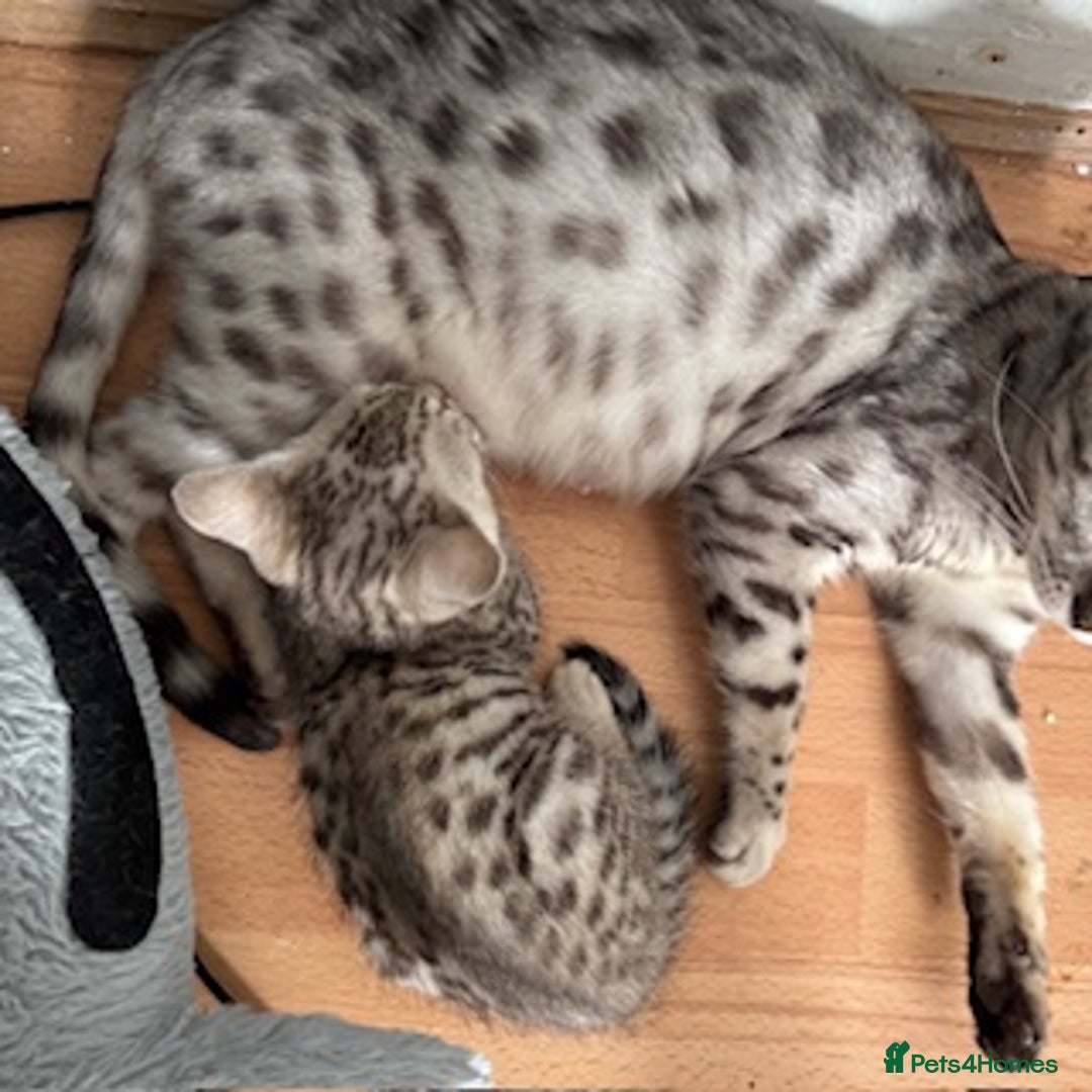 Bengal cats for sale: Gorgeous Bengal Babies - Image 34