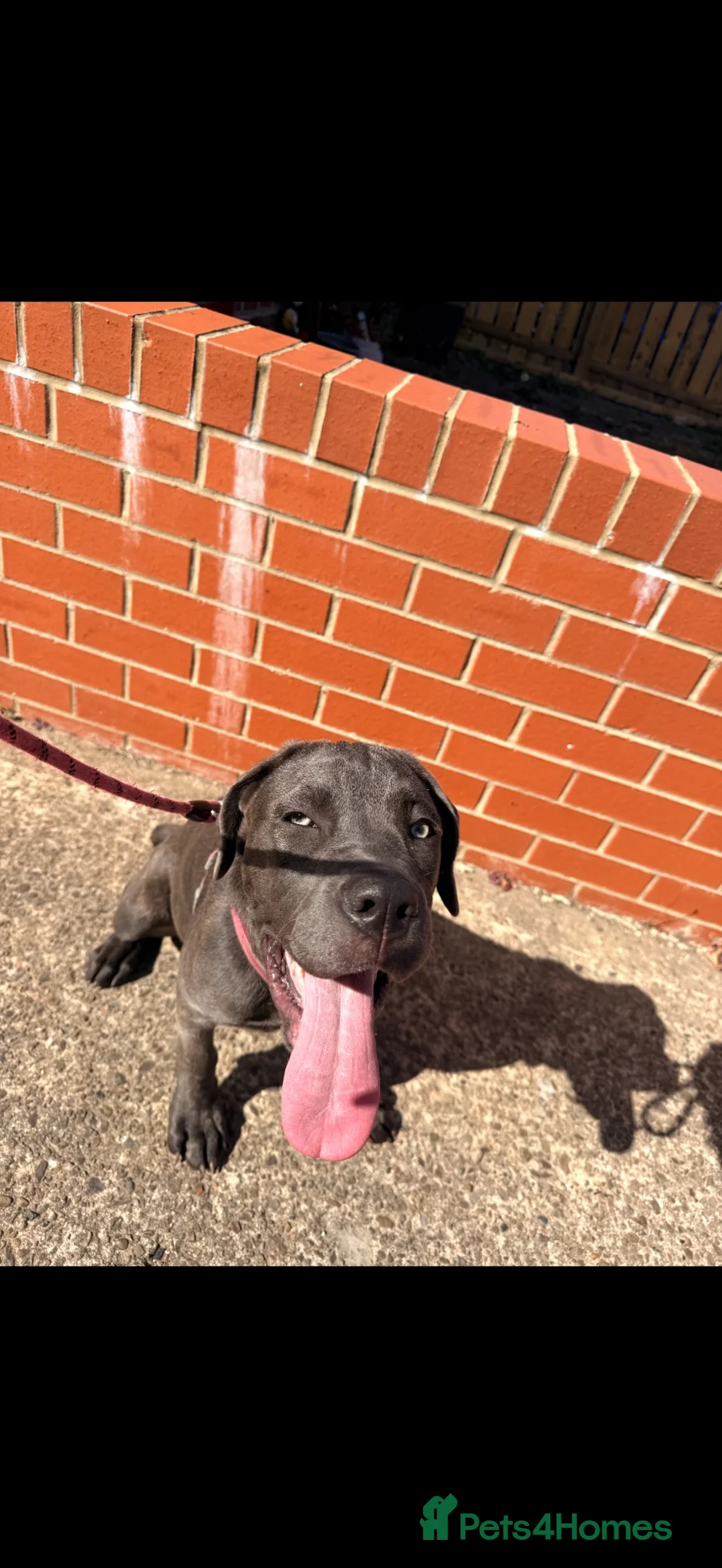Cane Corso dogs for sale: Cane corso  in Sunderland - Advert 2